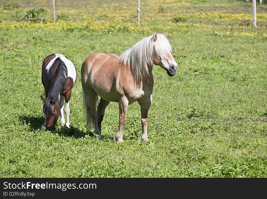 Horses in a pasture - Nikon D90 Camera