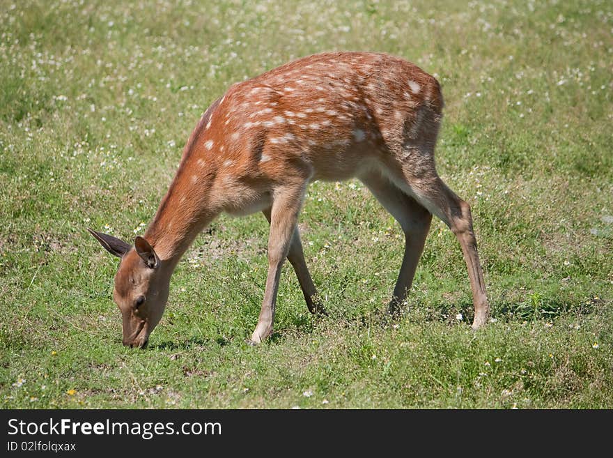 The Sika Deer or the Spotted Deer, or the Japanese Deer