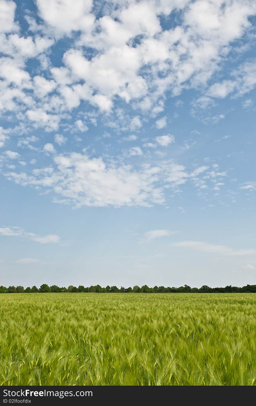 Barley Grain Farmland With Blue Sky