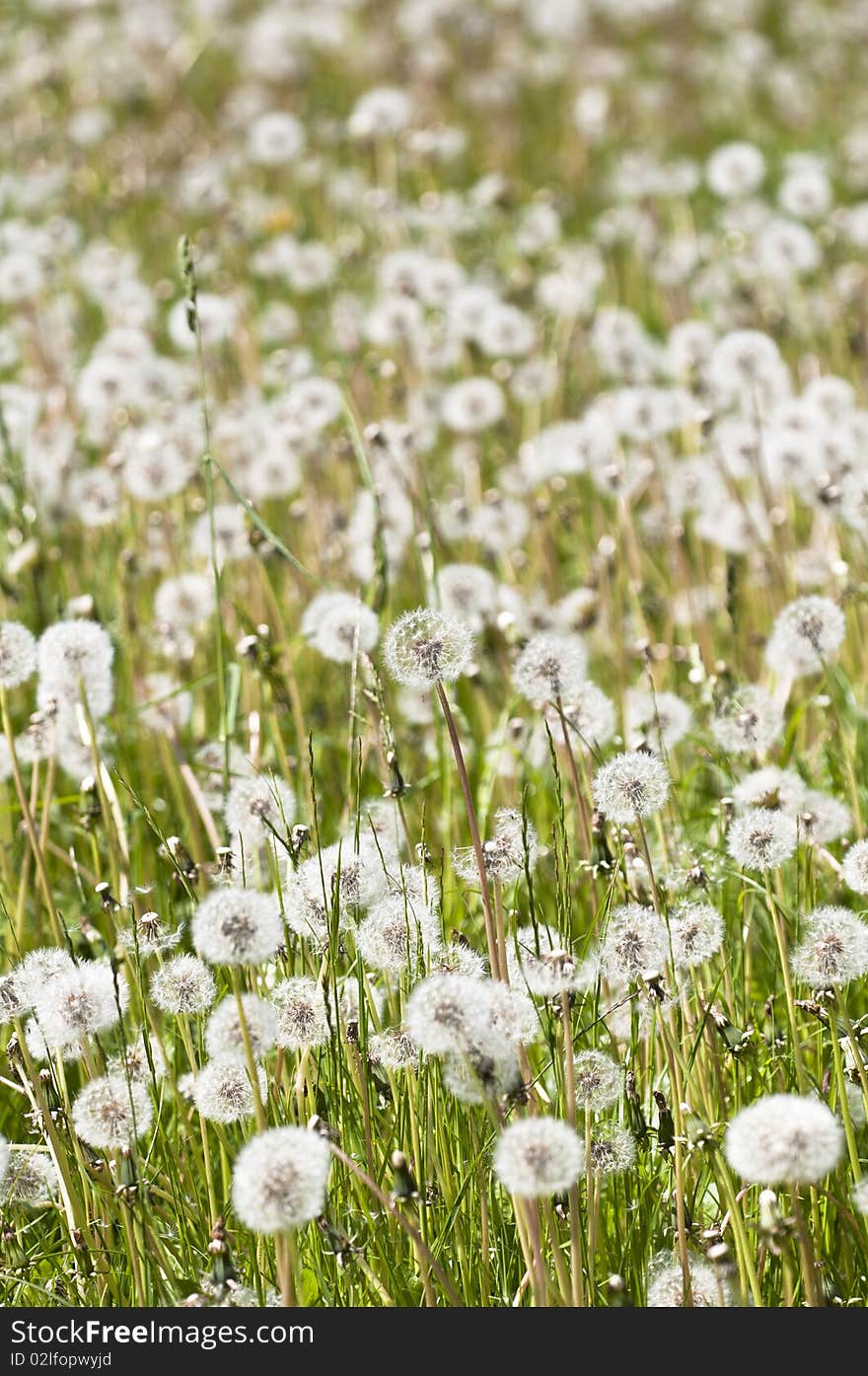 Common dandelion - Taraxacum - puff flower