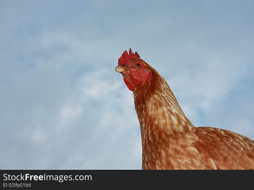 Rooster hanging out at a farm in upstate New York. Rooster hanging out at a farm in upstate New York