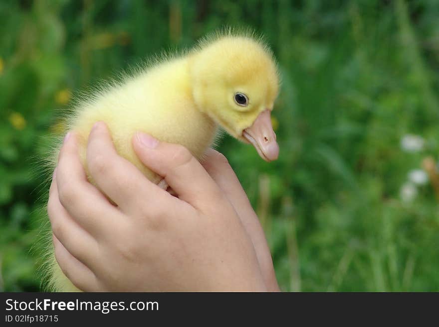 Gosling in hands