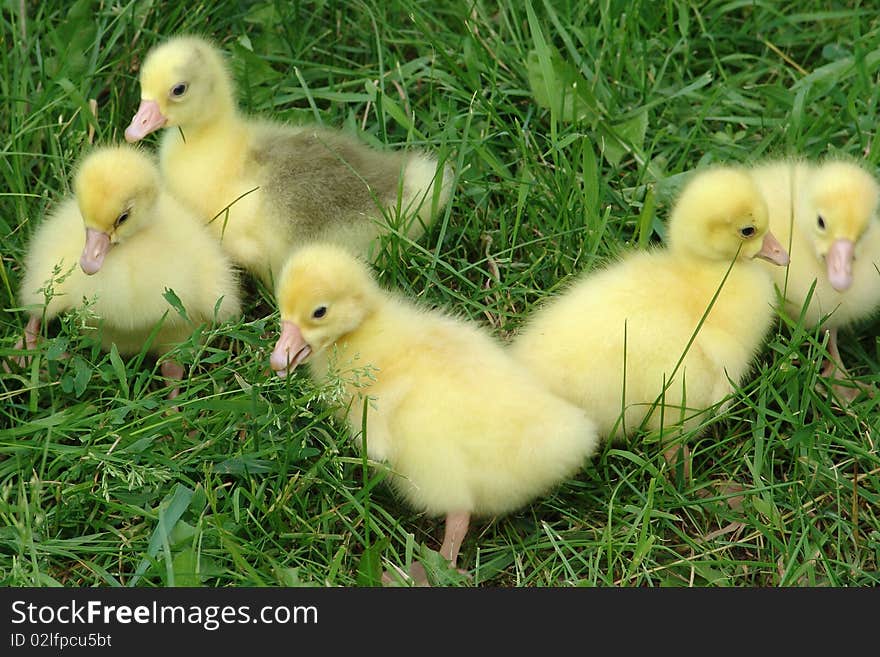 Goslings in grass