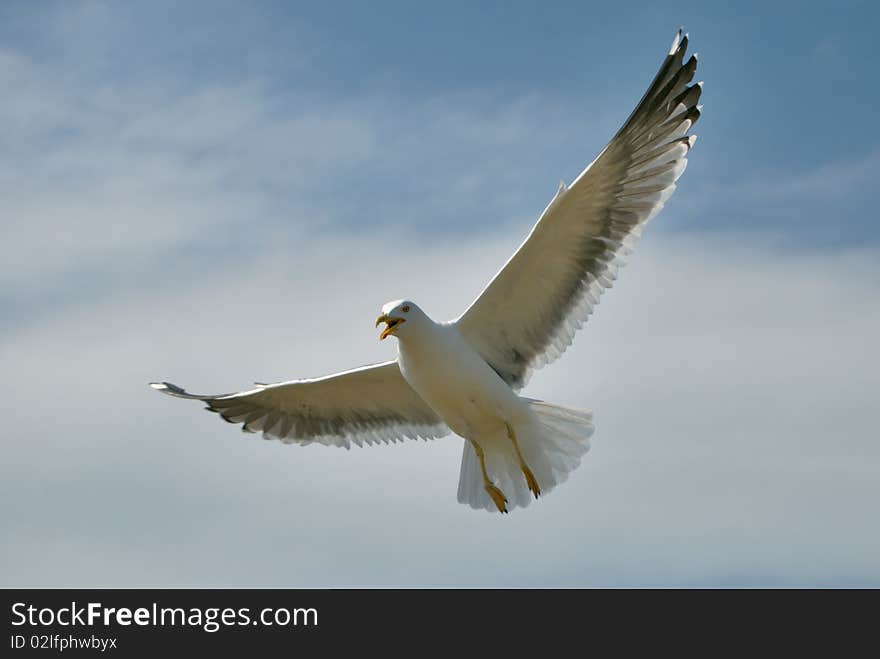 Lesser Black-backed Gull In Flight