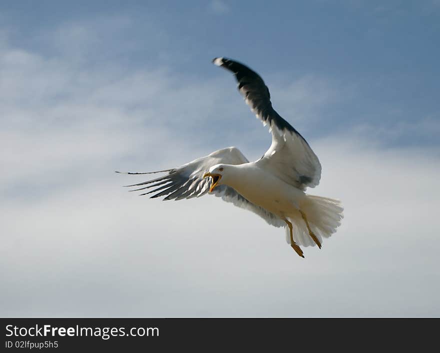 Lesser Black-backed Gull In Flight