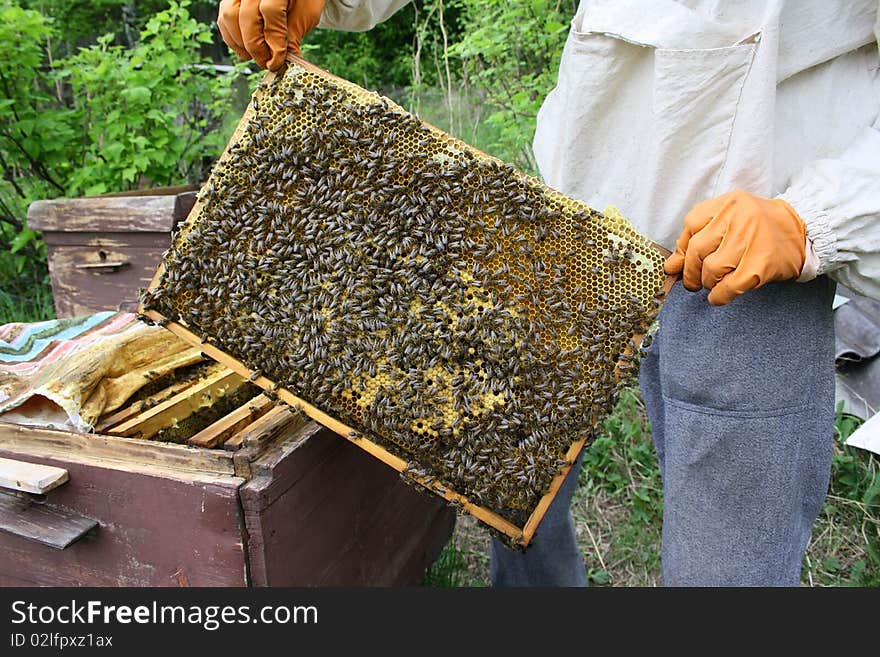 The beekeeper with honeycombs of honey and bees