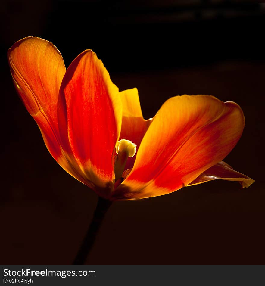 Yellow and red tulip close up, isolated with black background. Yellow and red tulip close up, isolated with black background.