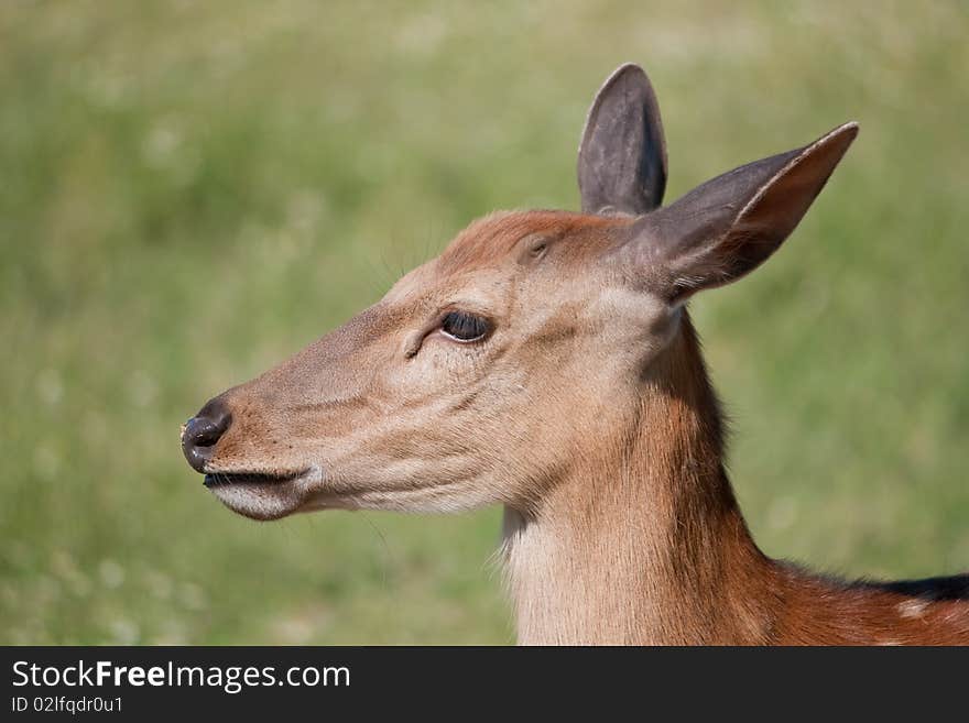 Spotted Deer