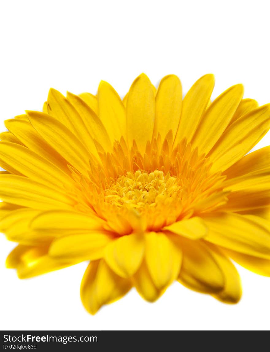 Flower yellow gerbera close-up on white background