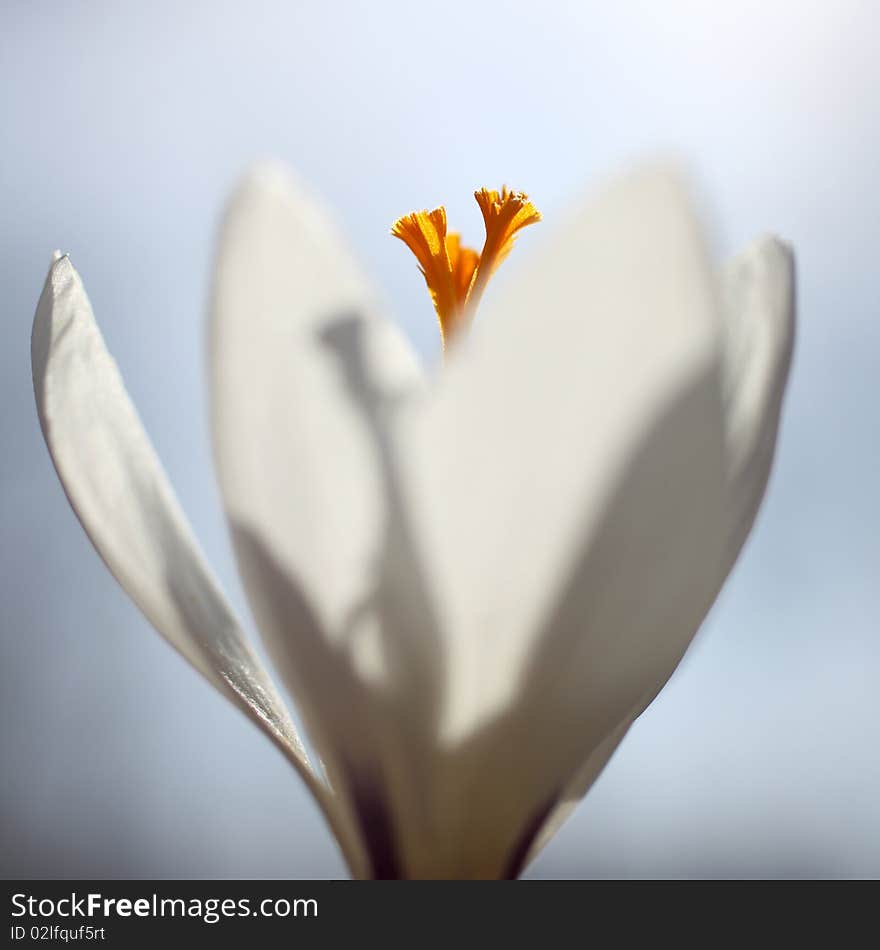 Close up of a white Crocus