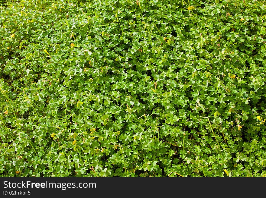 Background of a field of clover in spring. Background of a field of clover in spring.