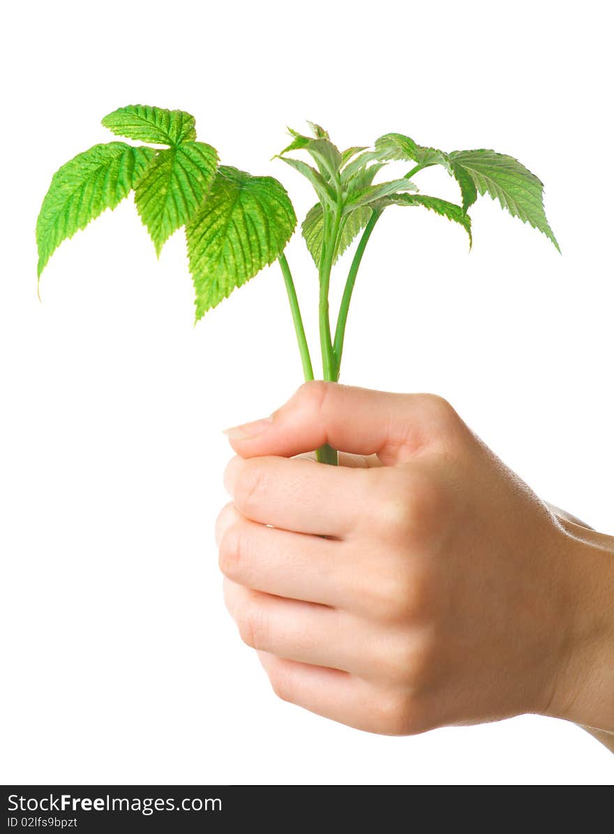 Young plant in hands of woman. Isolation on white background. Young plant in hands of woman. Isolation on white background.