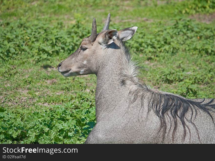 Antelope Nilgai