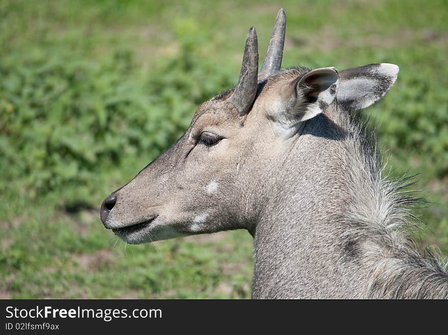 Antelope Nilgai