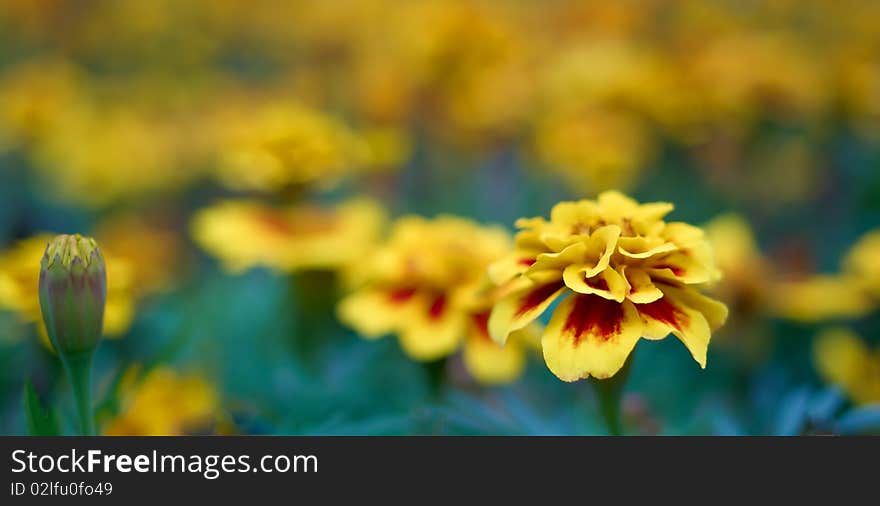 Very Beautiful Orange Flowers