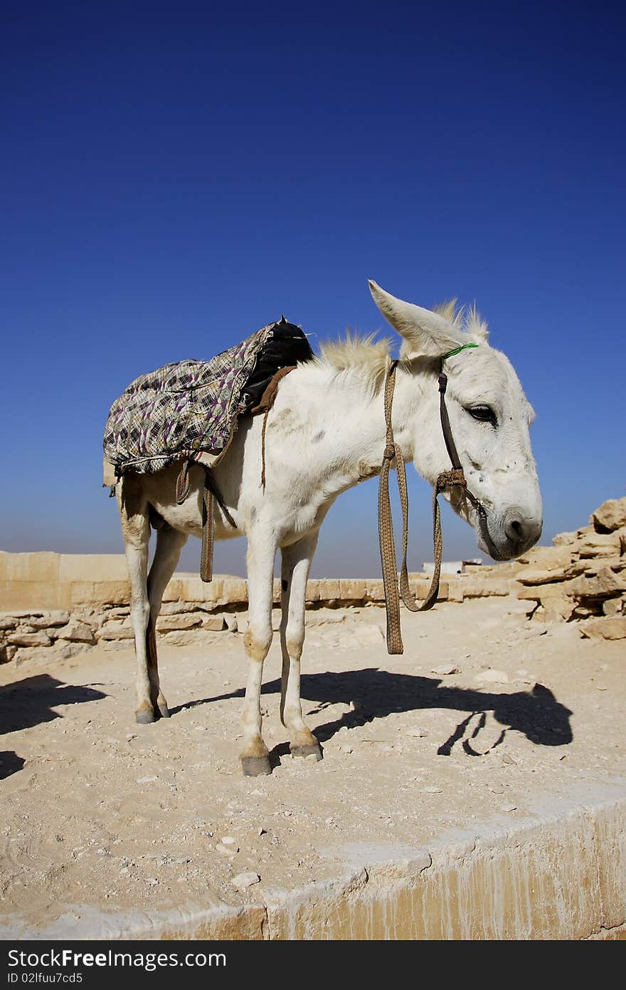 Donkey under brilliant blue sky