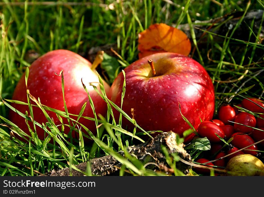 Two apples in sunshine summer day in the nature on green grass. Two apples in sunshine summer day in the nature on green grass.