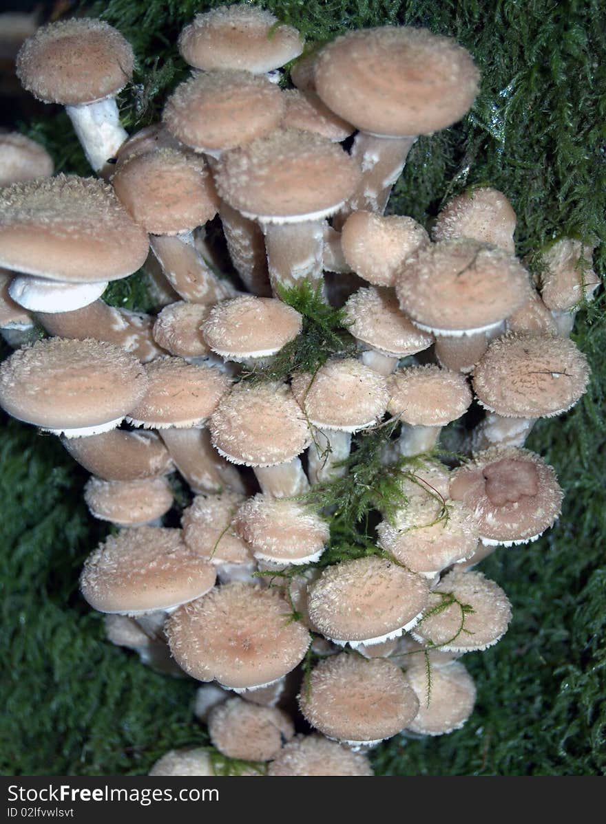 A close up of some fungi on moss growing on a tree trunk. A close up of some fungi on moss growing on a tree trunk