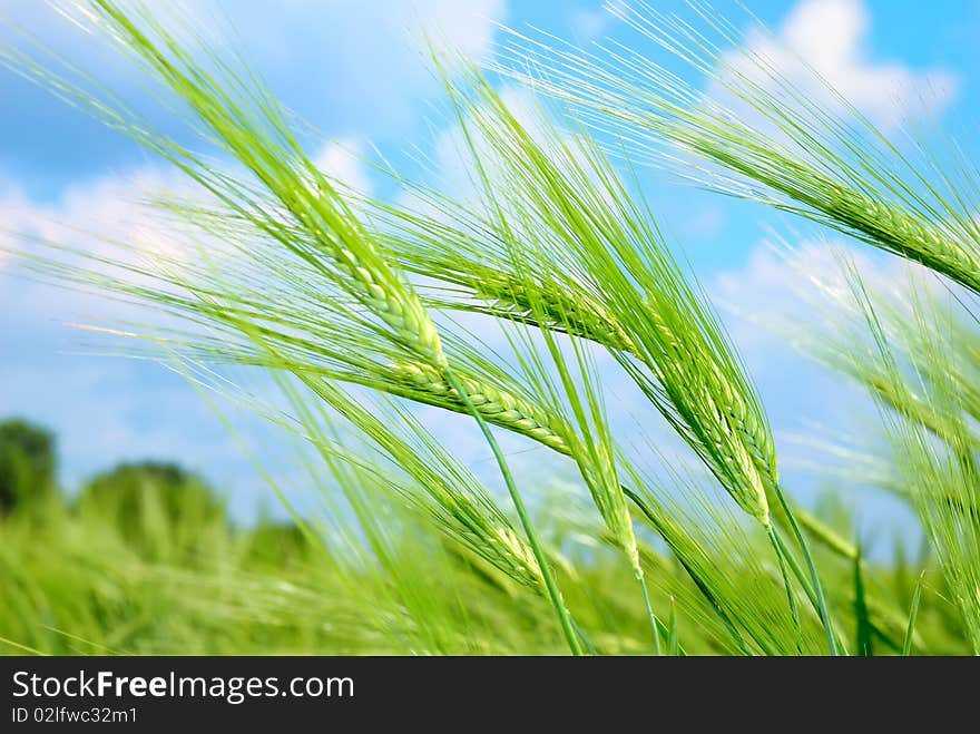 Young Vegetation On A Corn Field