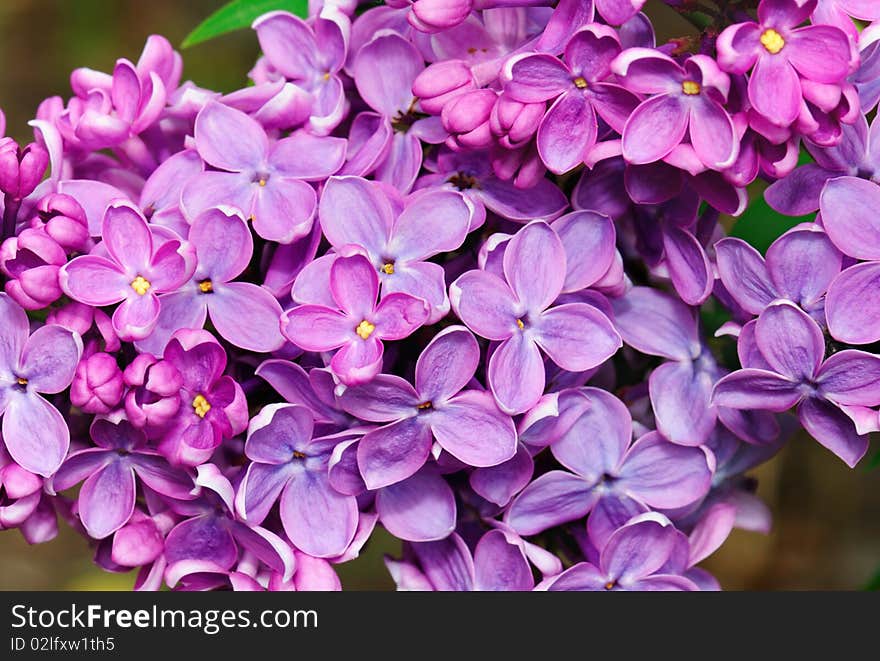 Lovely Lilac