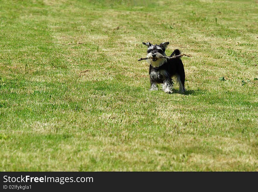 Happy dog