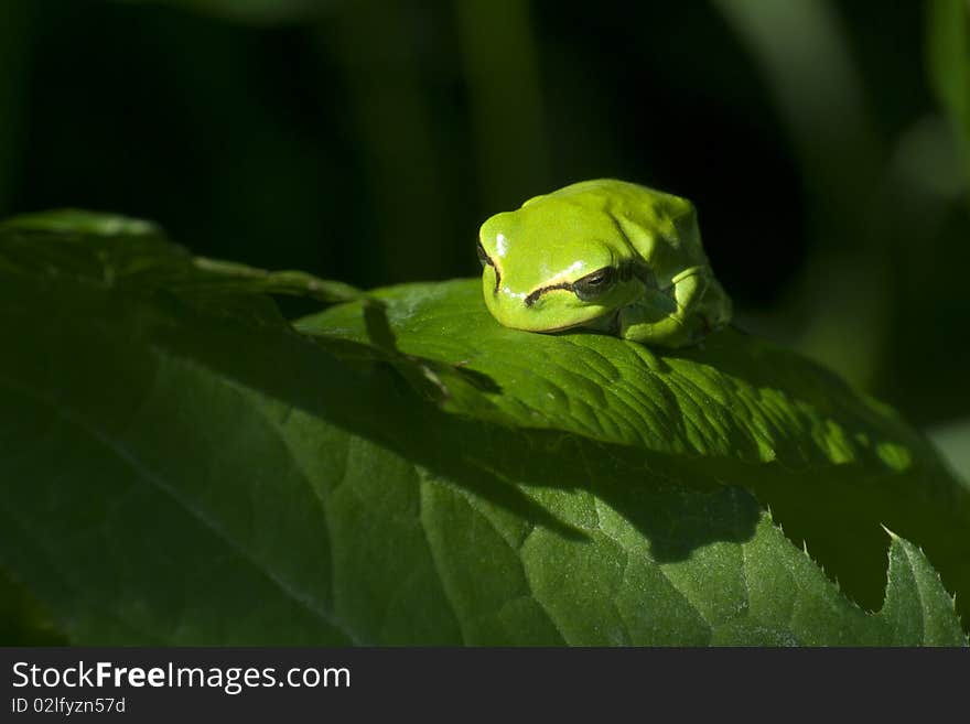 Close-up photo of sleepy tree frog (Hyla arborea)