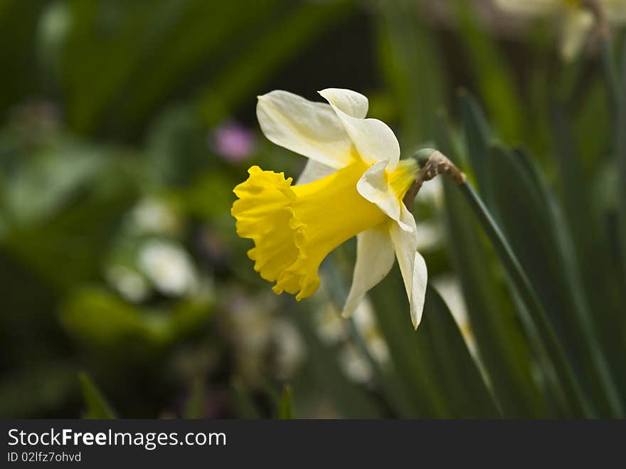 Narcissus on sun in the garden