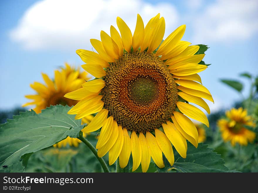 Yellow Sunflower against sky background. Yellow Sunflower against sky background.