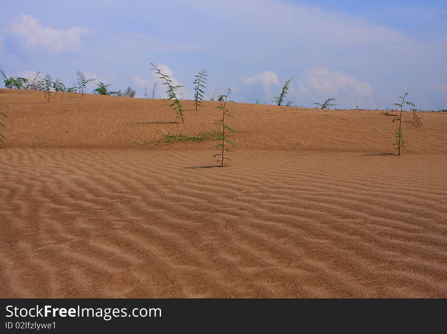 Sand dune in Vietnam