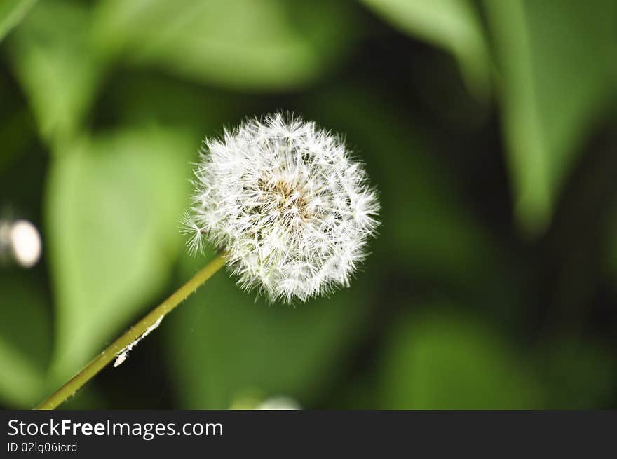 Dandelion