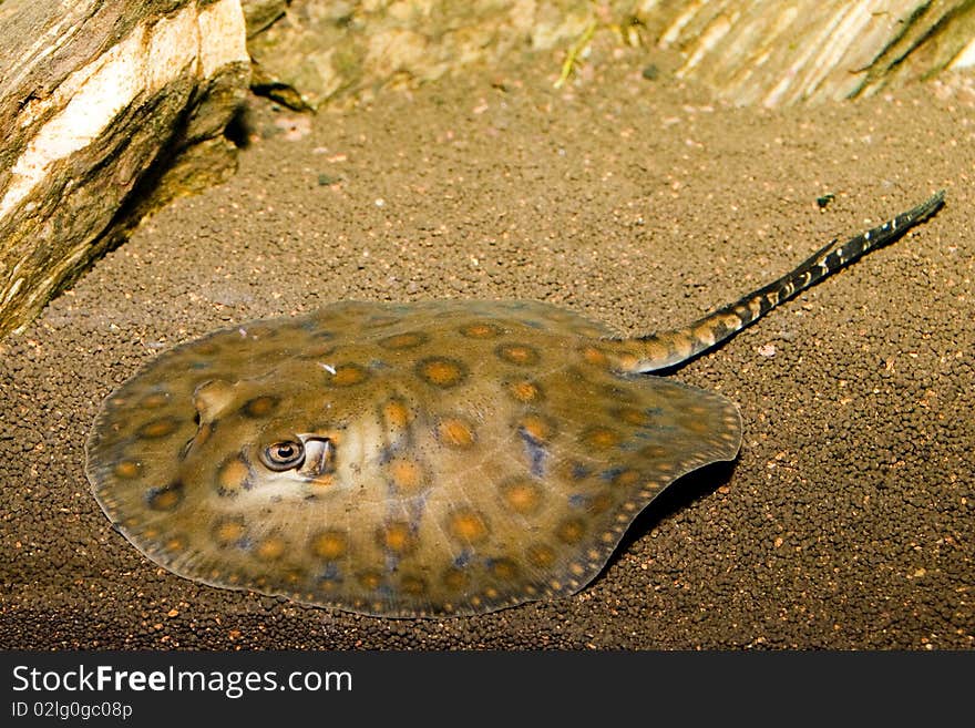 California Spotted Stingray (Urolophus halleri) in Aquarium