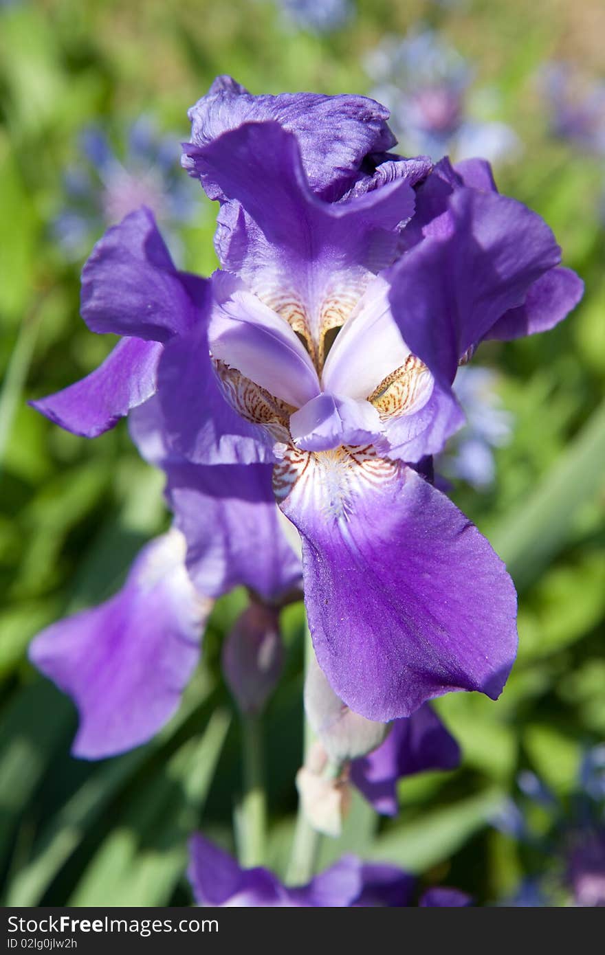 Beautiful violet garden flower iris