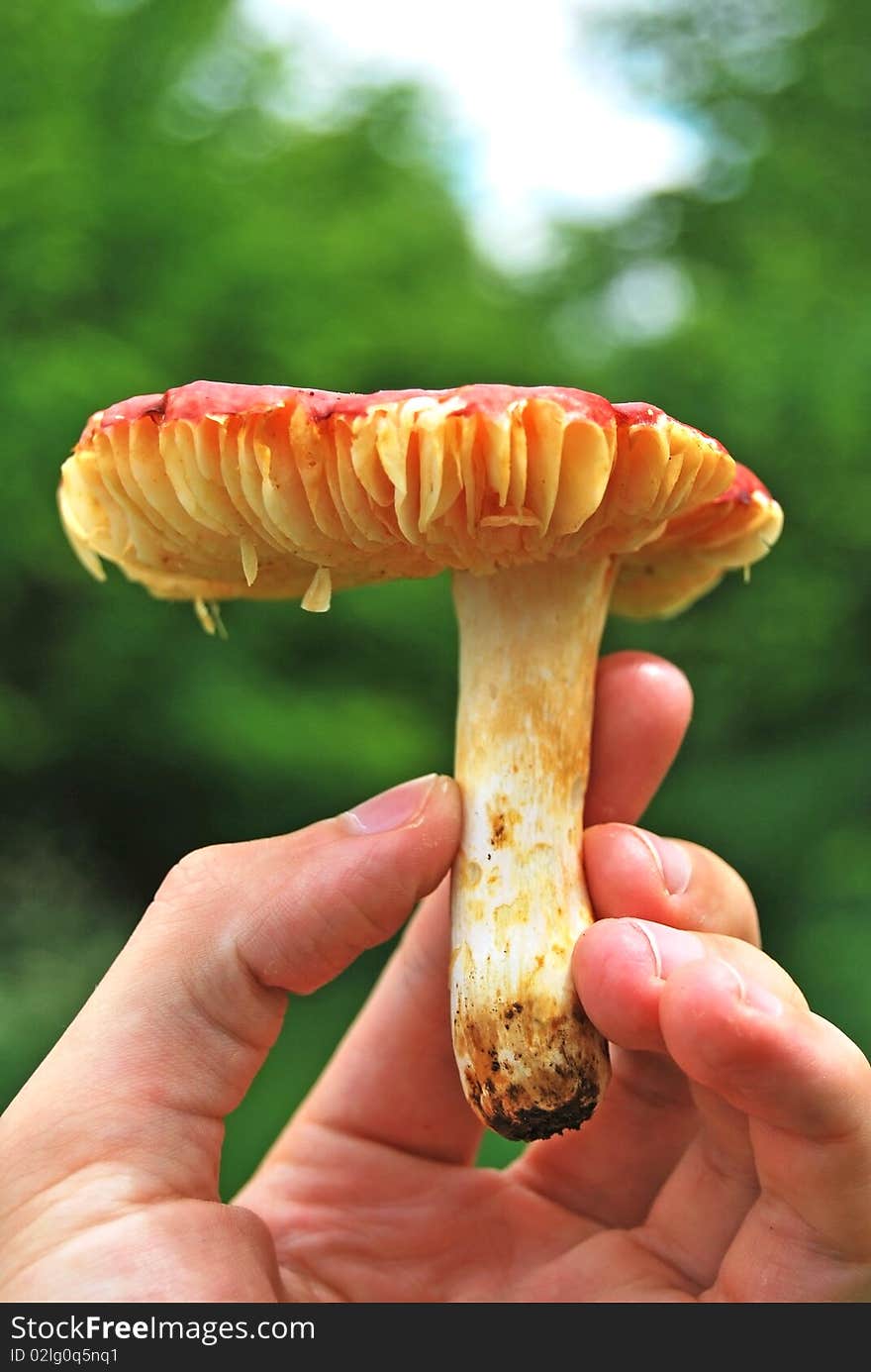 A big mushroom on a men's hand