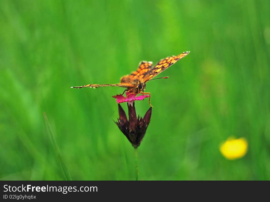 A butterfly on a small flower