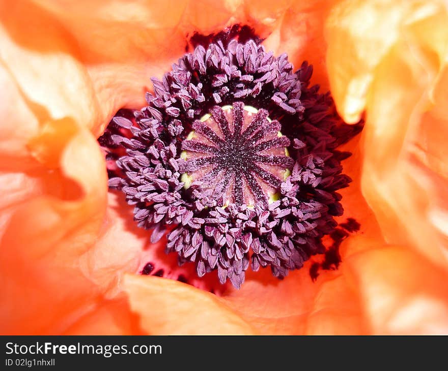 Centre Of Poppy