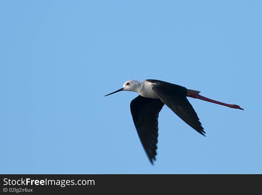 Black Winged Stilt in Flight against blue sky