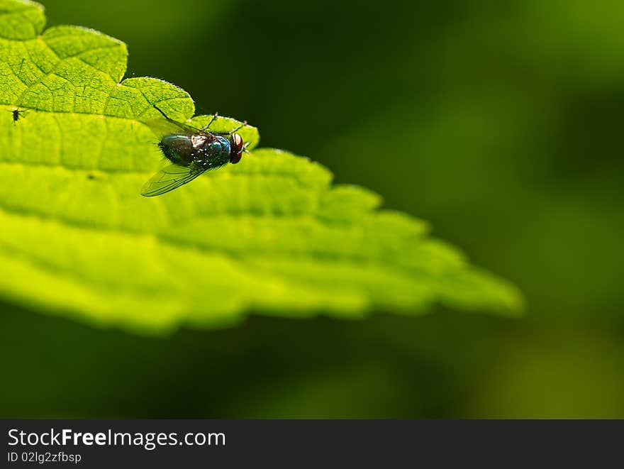 Fly under leaf