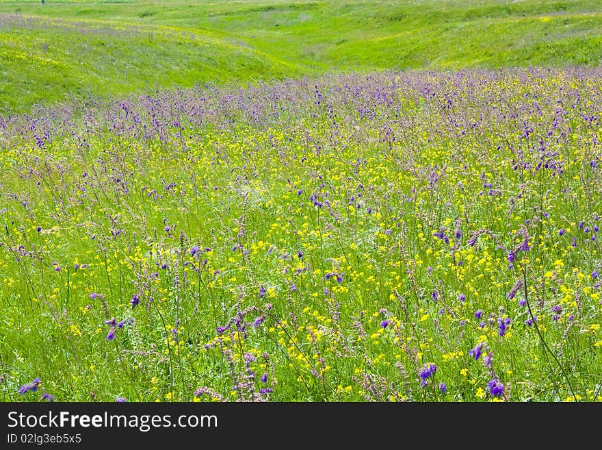 Blooming meadow with hills and grass