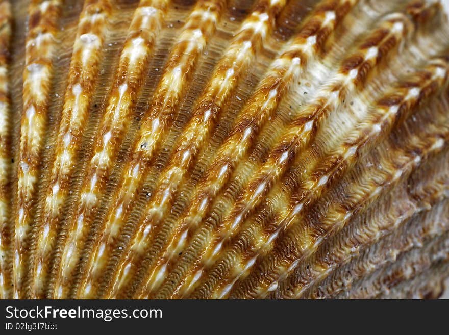 (Acanthocardia tuberculata) - Cockle macto detail