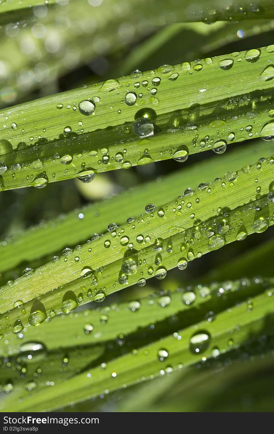 LEAF AND RAINDROPS