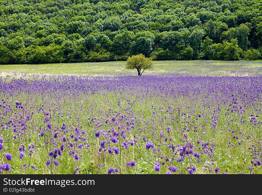 Blooming meadow