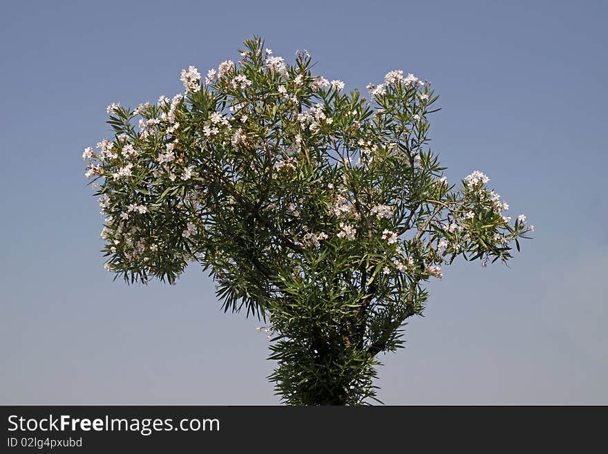 Oleander tree with blossoms