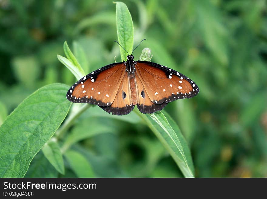 Beautiful Butterfly