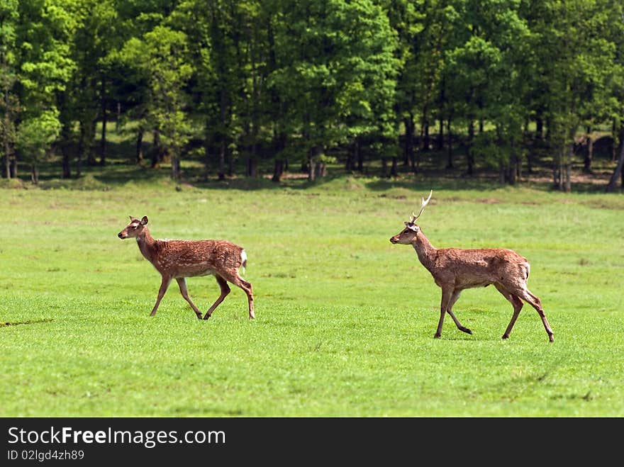 Photo of two young molting red Deers, Carpathian region, Ukraine