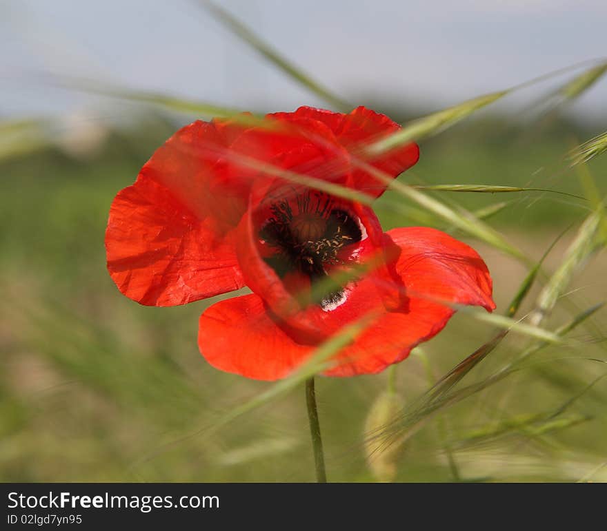 Red Poppy Blossom