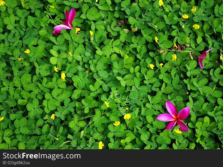 Pink flower on grassland