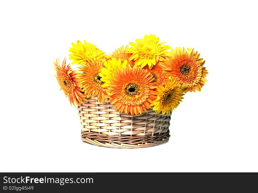 Basket with gerbera flowers on white  background