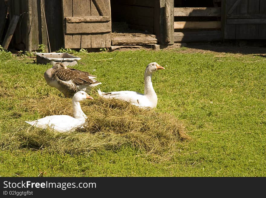 Geese on a grass sit on hay near an old shed in the summer