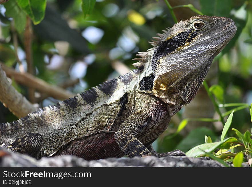 Frilly lizzard spotted sun bathing on a rock next to a sea front walking path in burleigh heads australia