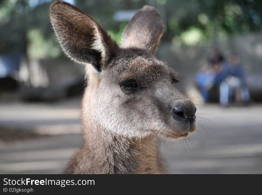 Kangaroo